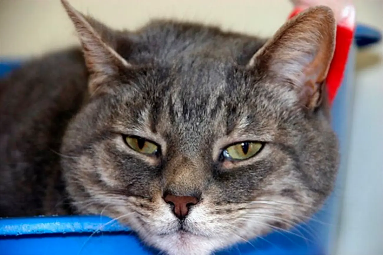 Calicivirosis felina: qué es y cómo afecta a tu gato