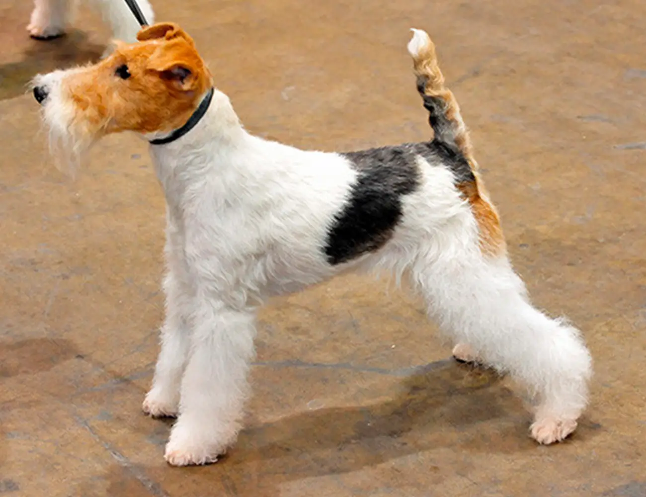 ¿Qué nos dice la cola de un perro?