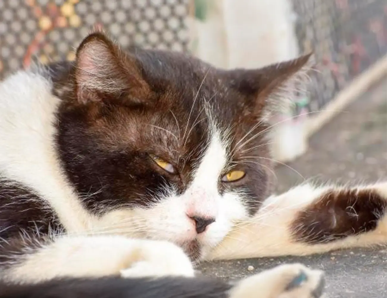 ¿Por qué hay sangre en la orina de mi gato?