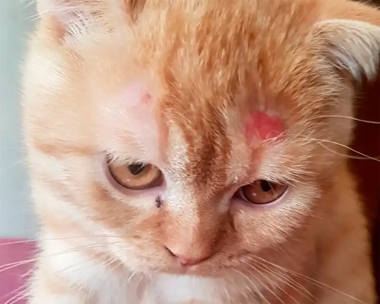 Alergias en gatos: cómo identificarlas y qué hacer