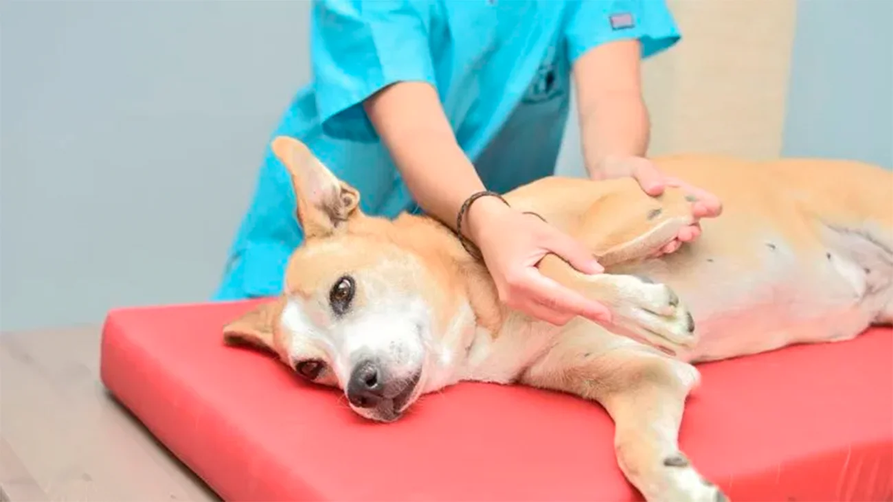 Artrosis en perros: qué es y cómo identificarla a tiempo