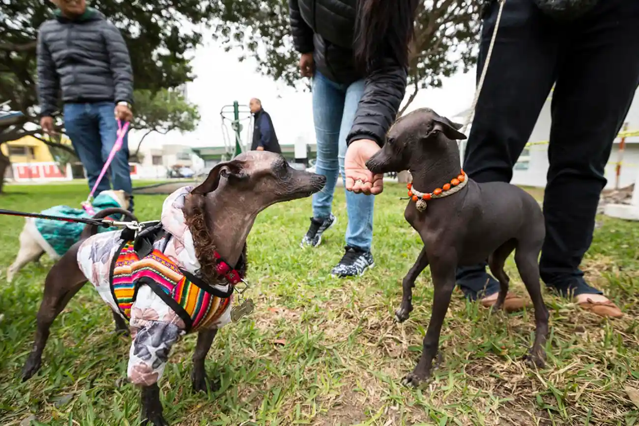 Reuniones entre mascotas: una gran forma de socializar y divertirse