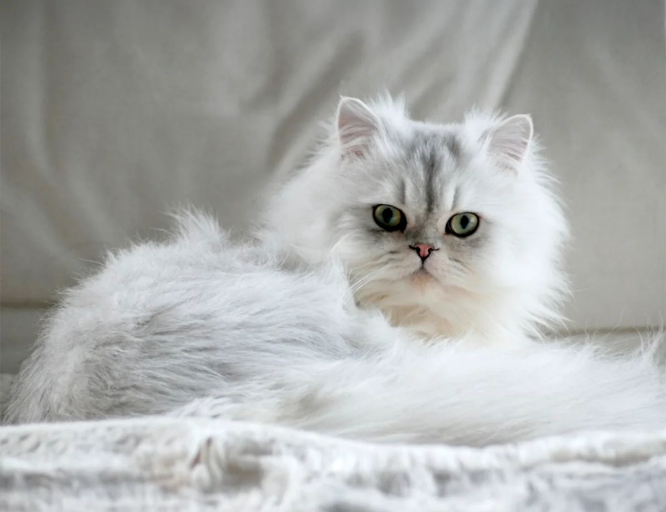 Gato Persa: elegante, tranquilo y con cuidados especiales