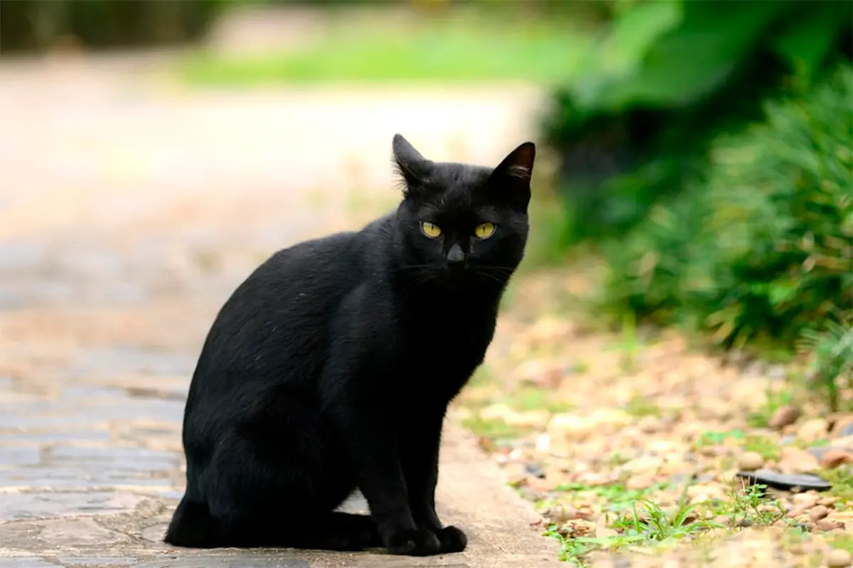 Gatos negros: entre el misterio, la historia y la ternura