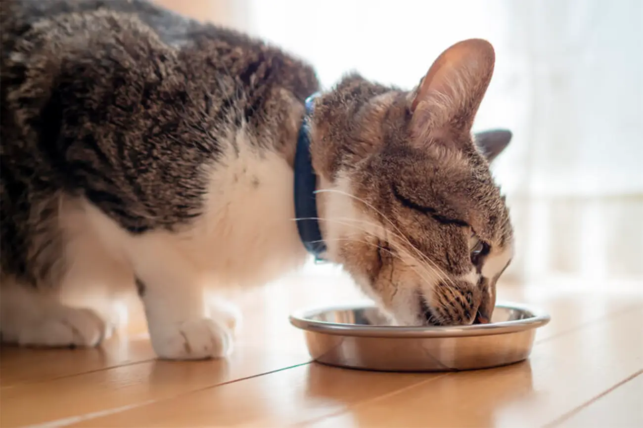 Alimentación durante el embarazo de tu perra o gata: lo que debes saber