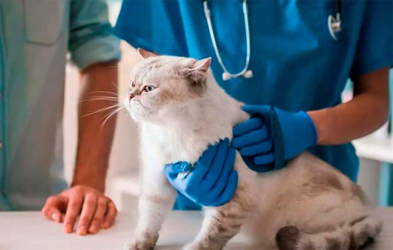 Cuidados básicos para que tu gato esté sano y feliz