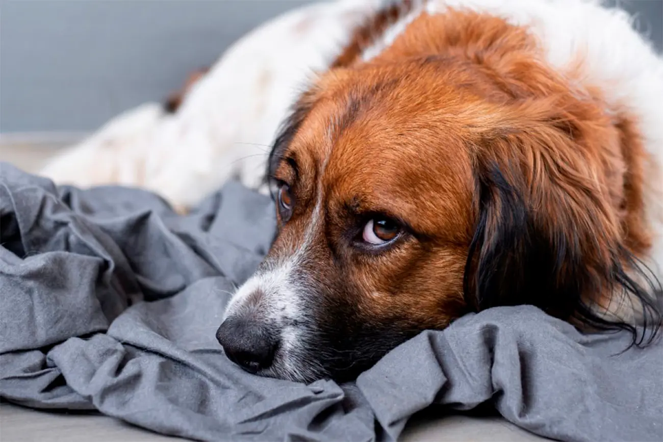¿Tu perro tiene diarrea? La dieta es clave para su recuperación