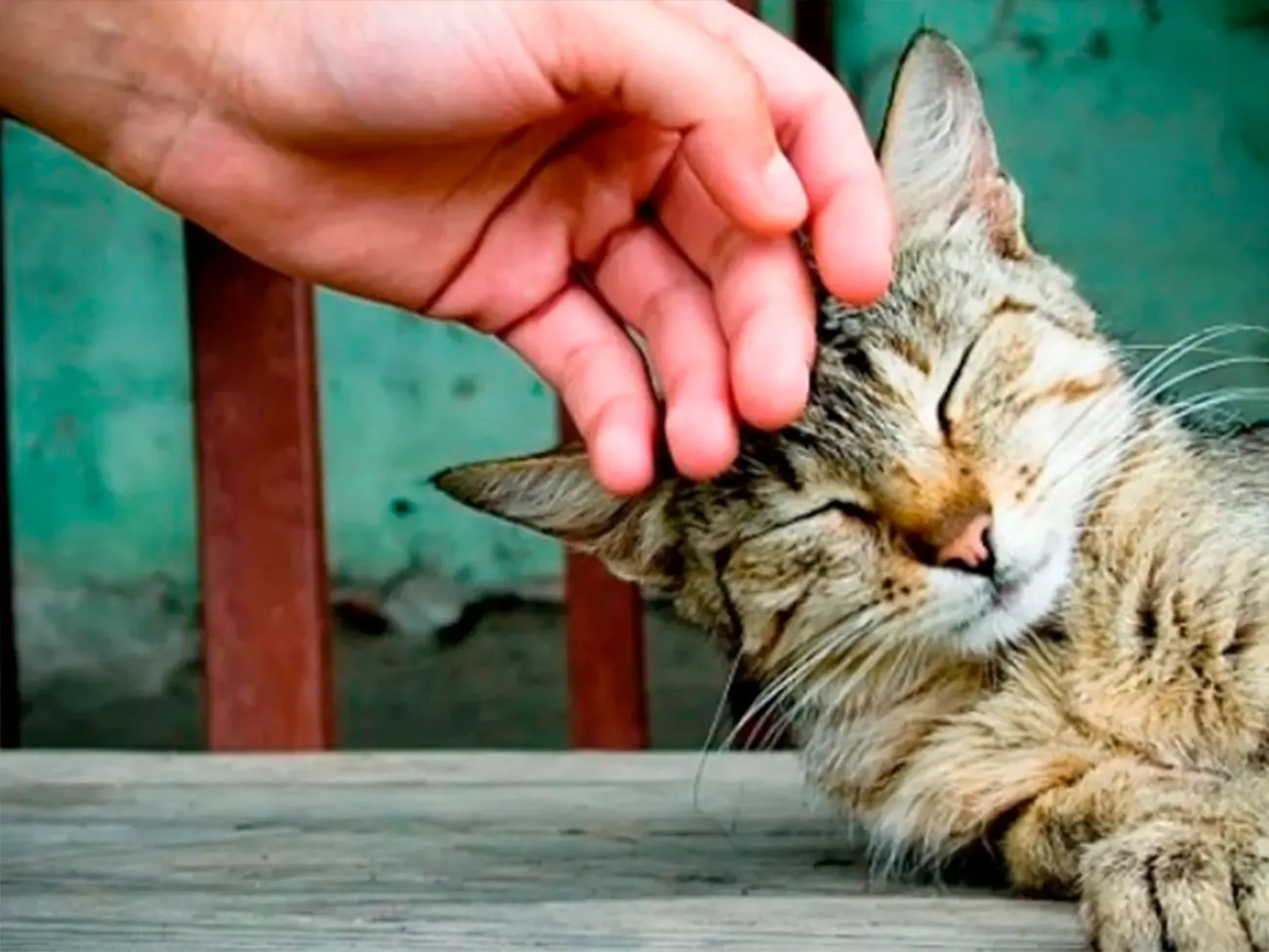 ¿Encontraste un perro o gato en la calle? Sigue estos pasos para ayudarlo de forma segura
