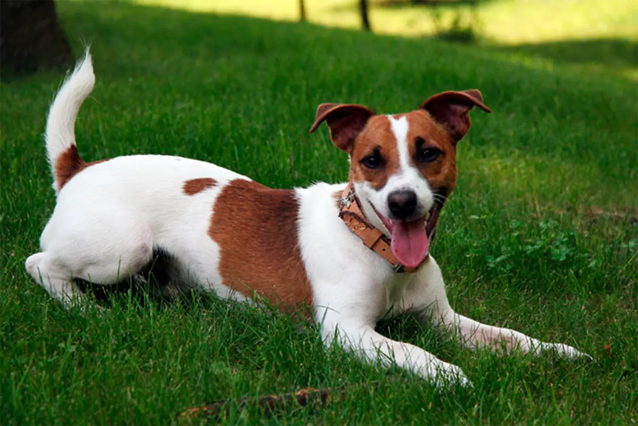 Lo que no sabías sobre la lengua de los perros