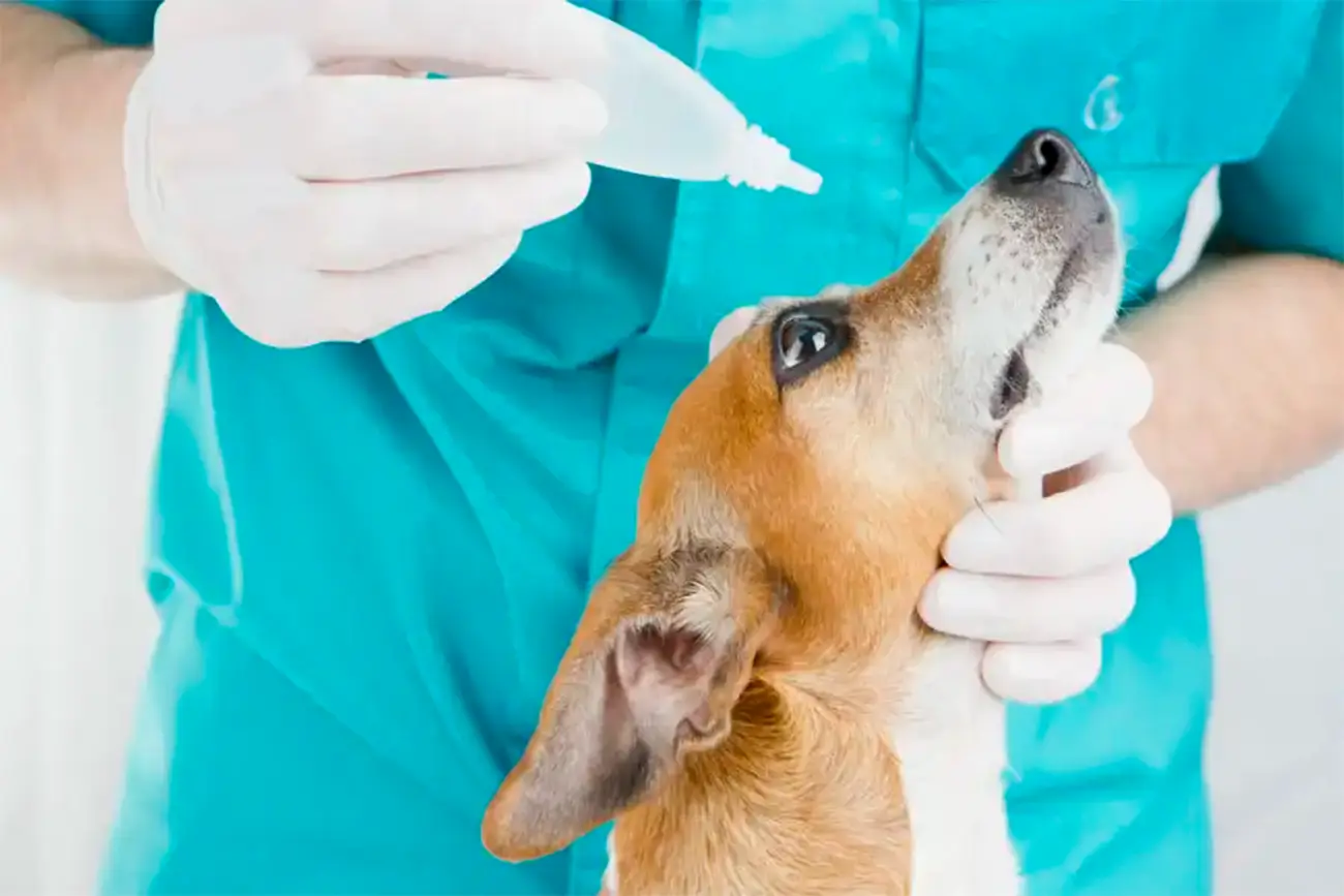 Conjuntivitis en perros: síntomas, causas y qué hacer si aparece