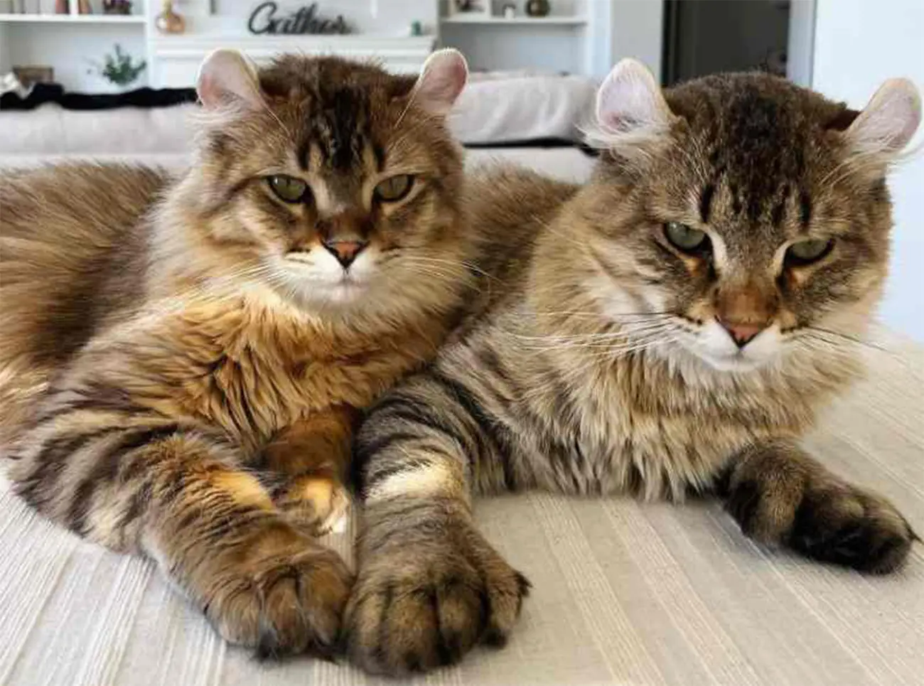 Gato Highlander: una apariencia salvaje con corazón familiar