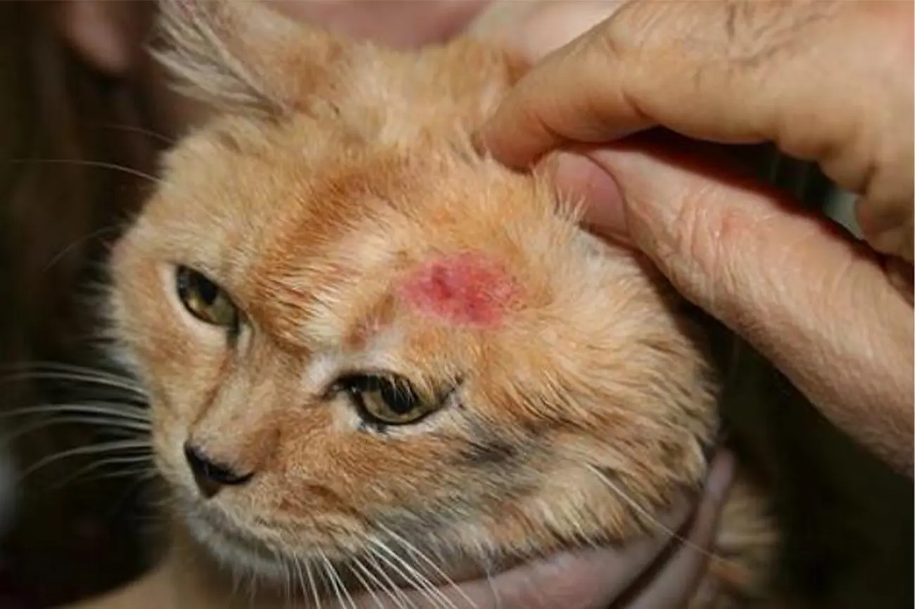 Tiña en gatos: qué es, cómo detectarla y cómo tratarla