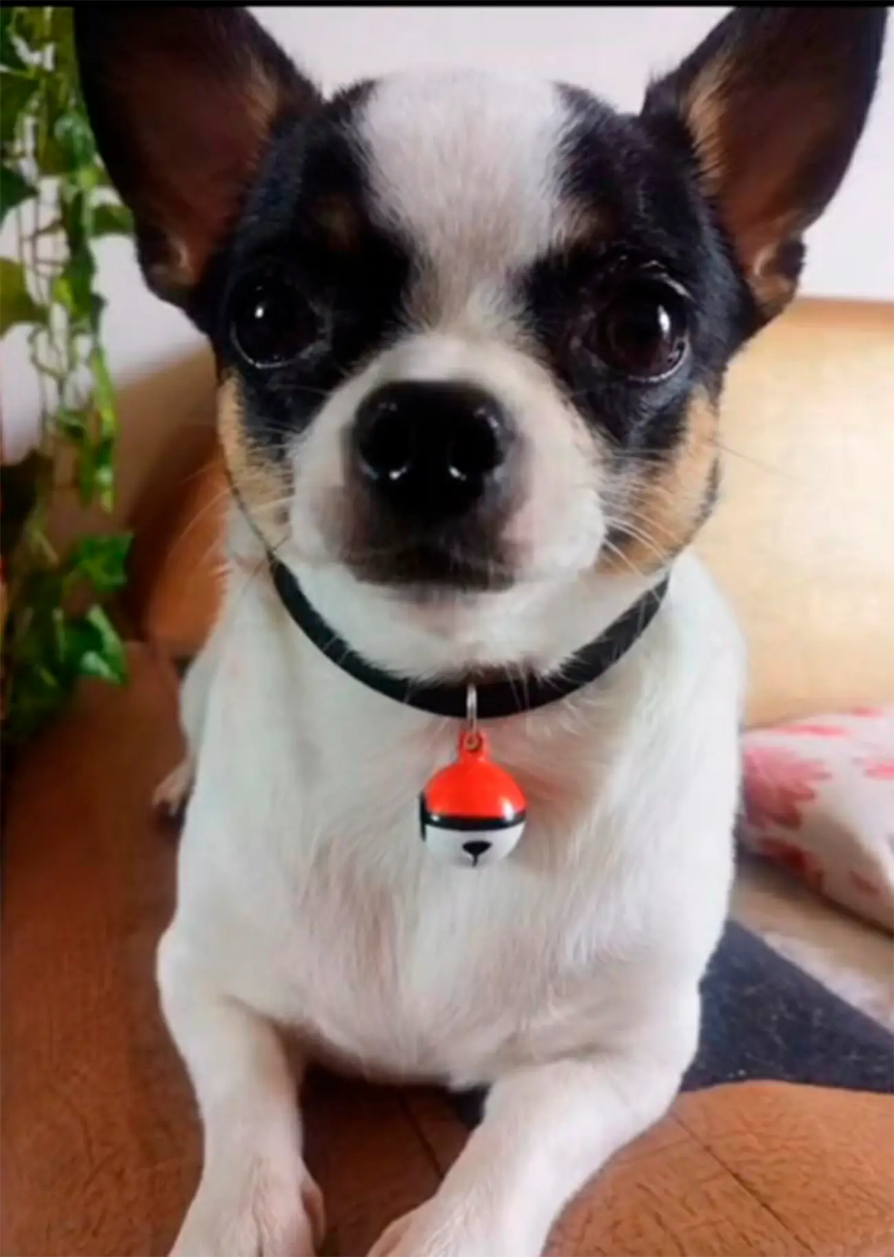 5 curiosidades del chihuahua, el perro más pequeño del mundo