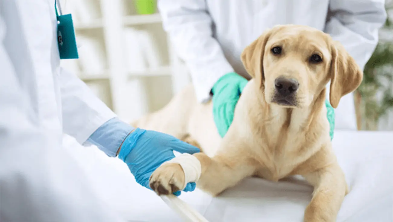 Tétanos en perros: una enfermedad rara, pero posible