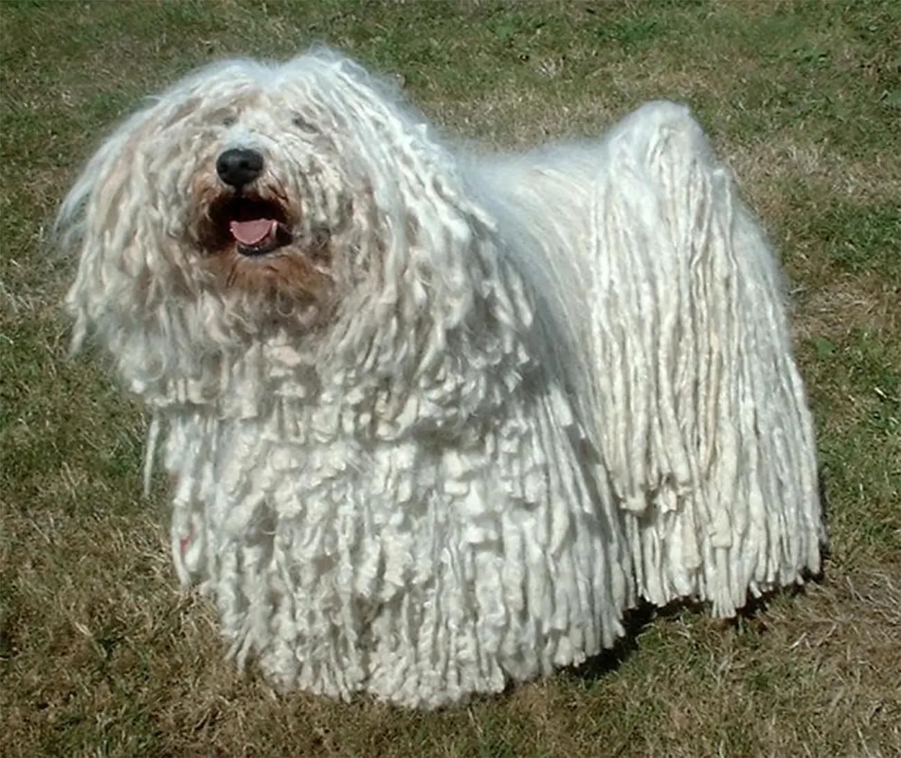 Perros exóticos que parecen sacados de otro mundo