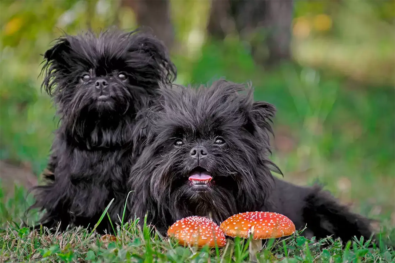 Perros exóticos que parecen sacados de otro mundo