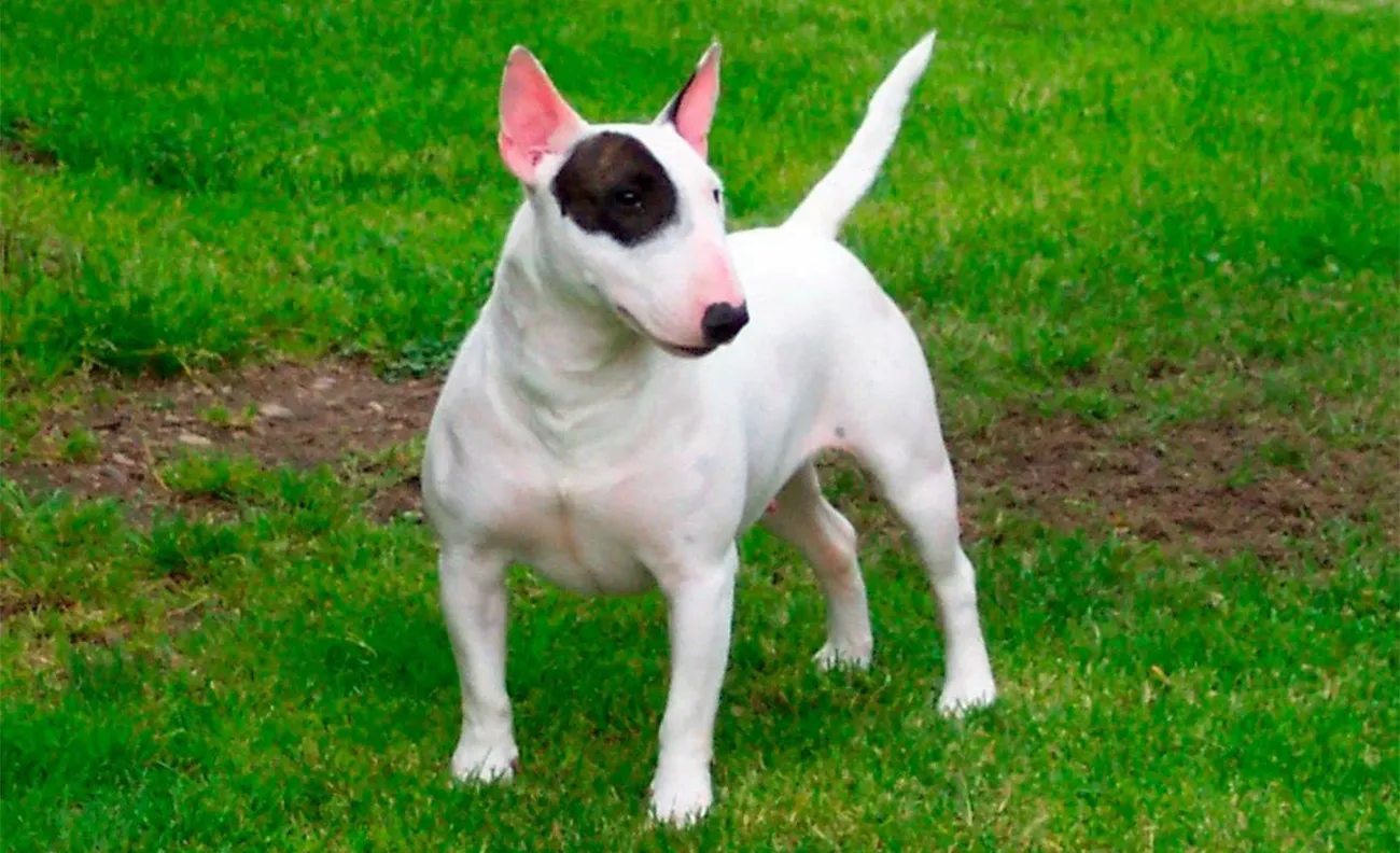 ¿Todos los perros "pitbull" son realmente pitbull?
