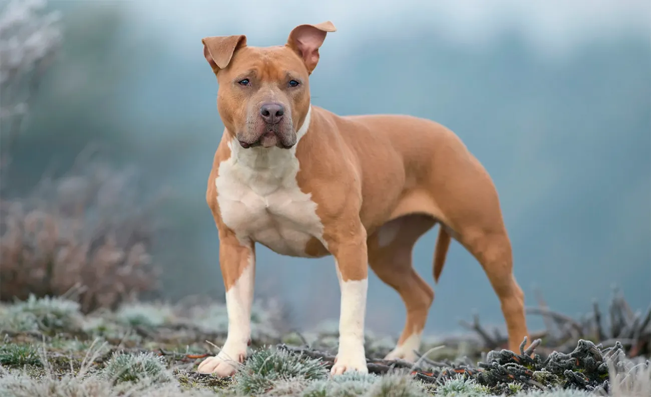 ¿Todos los perros "pitbull" son realmente pitbull?