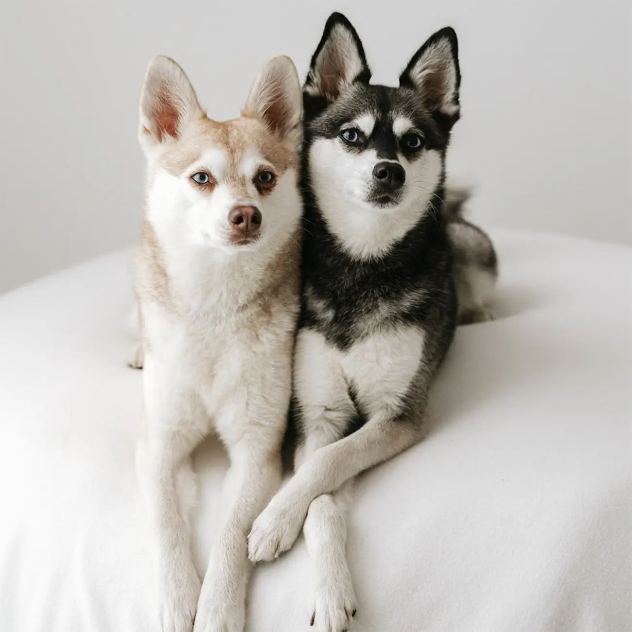Klee Kai: el husky en miniatura con gran personalidad