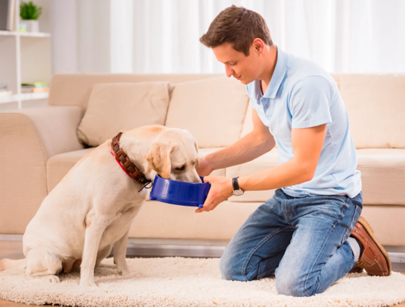 Labrador Retriever: un compañero leal, inteligente y lleno de energía