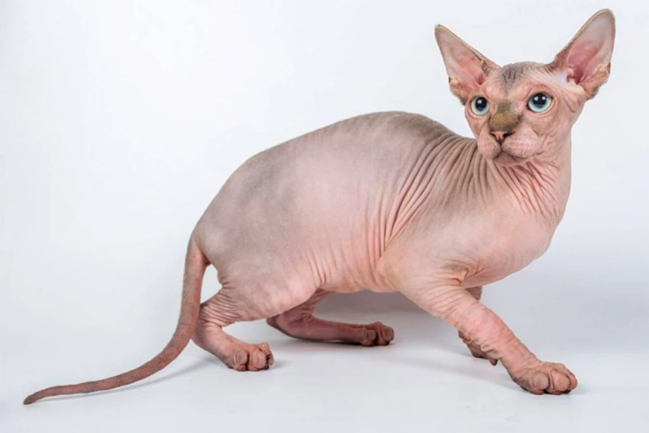 Peterbald: el elegante felino ruso sin pelo