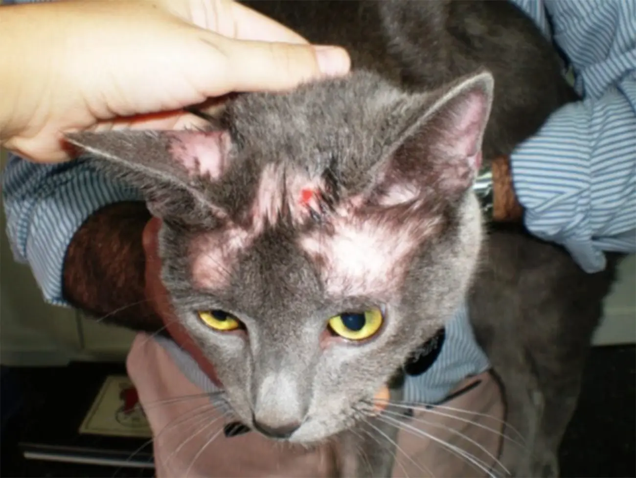 Enfermedades de la piel más comunes en gatos