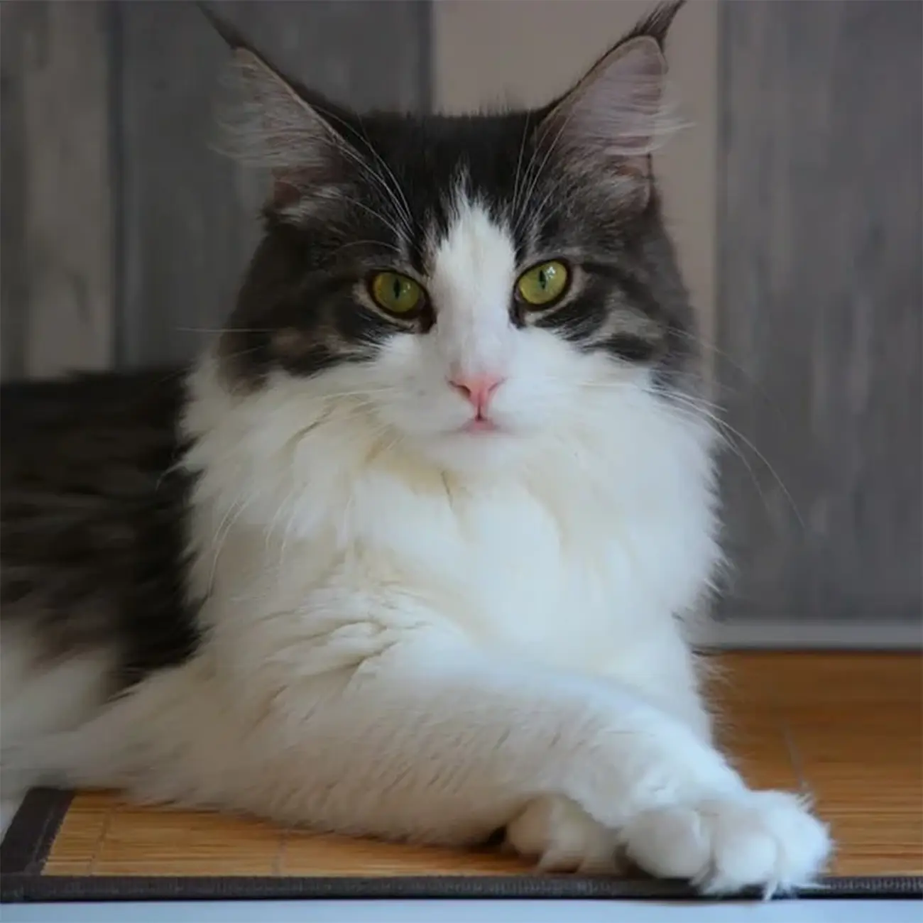 Ragamuffin: el gato sociable de mirada cautivadora