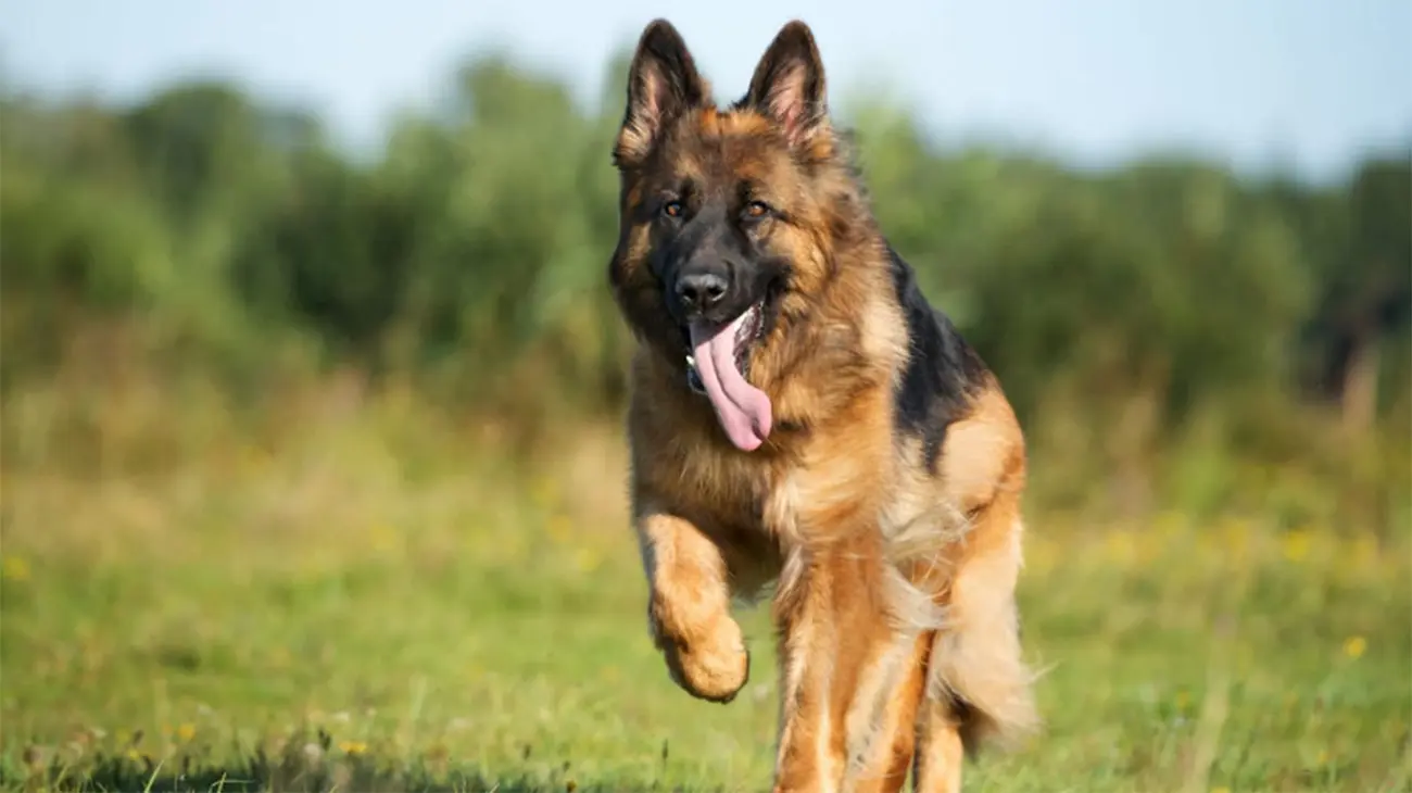 Razas de perros que destacan como guardianes