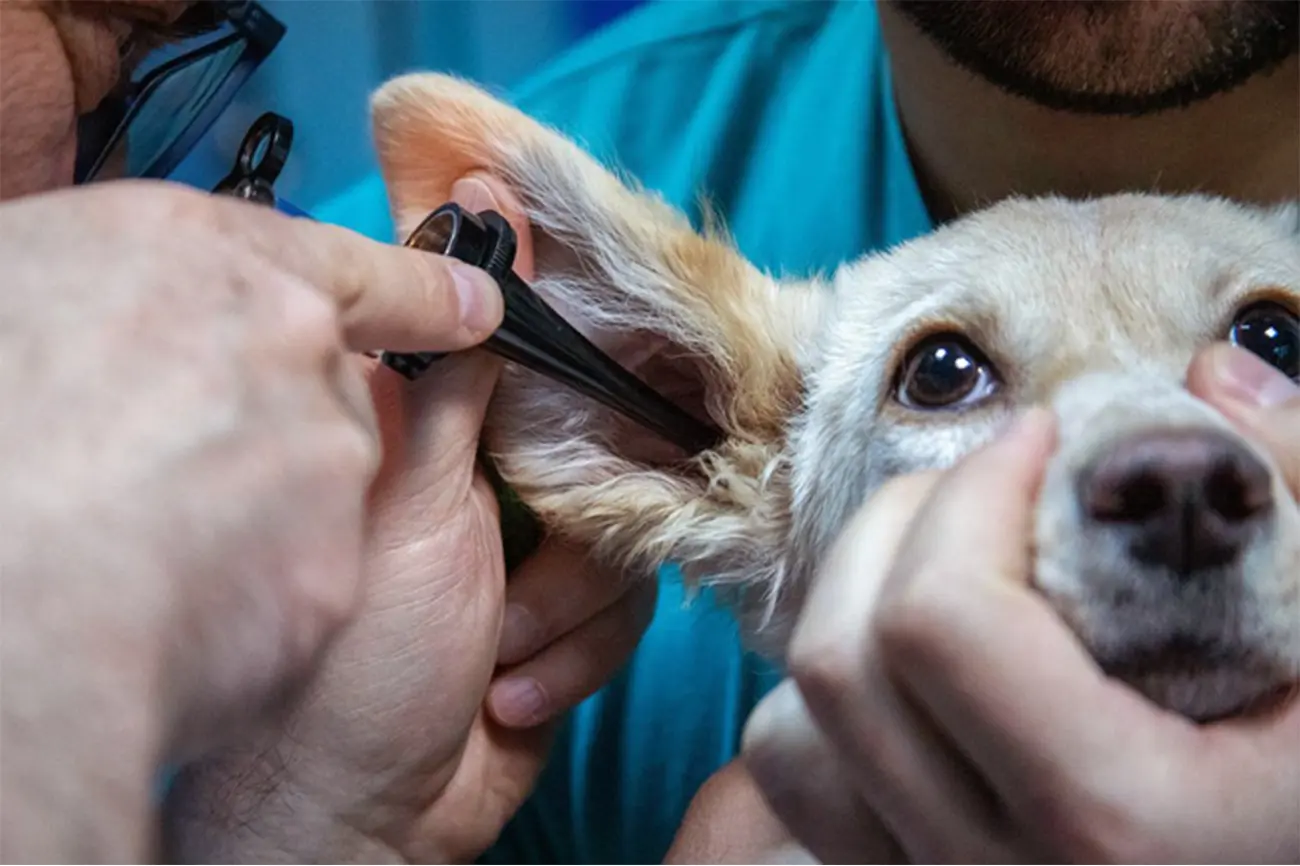 Otitis externa crónica en perros: síntomas y tratamiento
