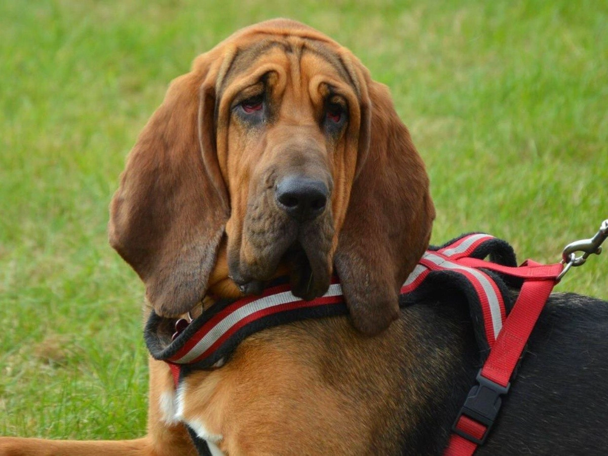 ¿Conoces al perro de San Huberto?