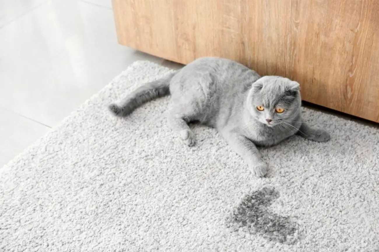 Cómo eliminar el olor de orina de gato en casa