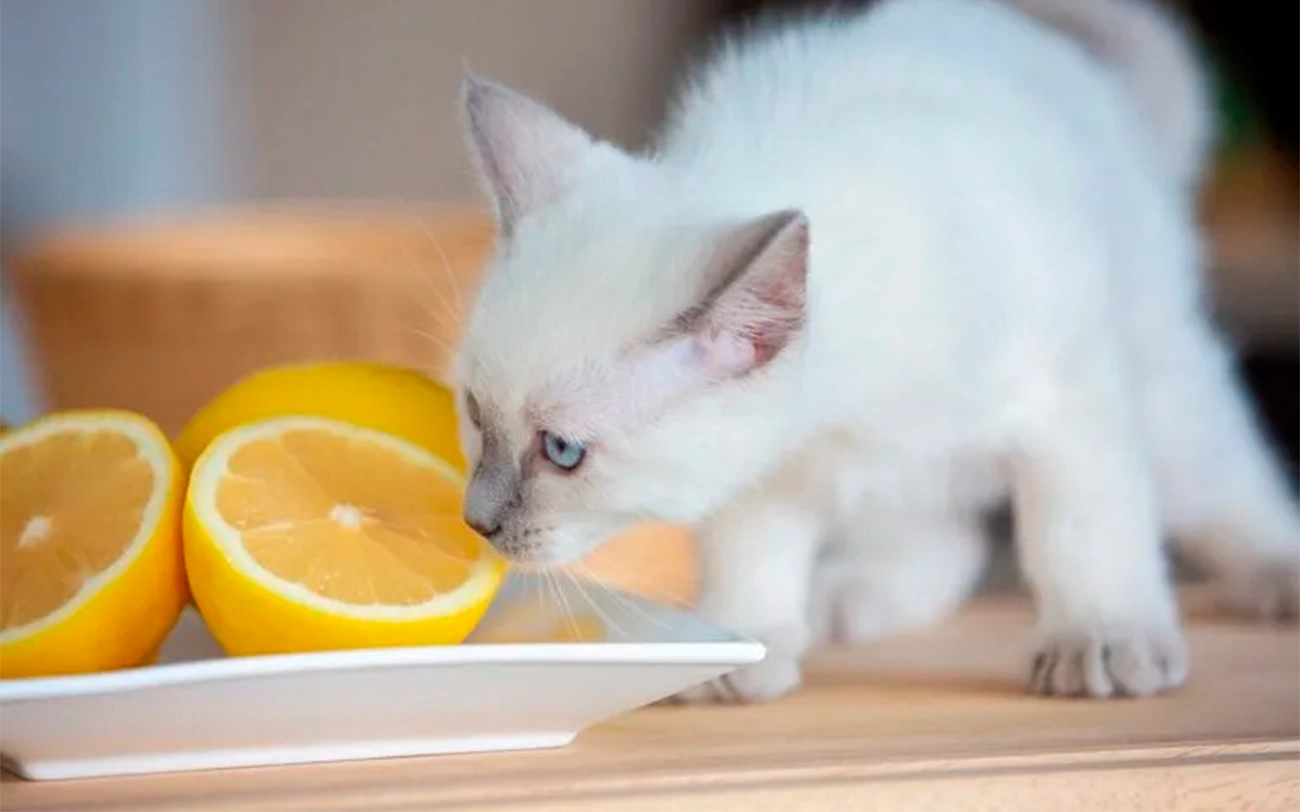Olores que los gatos no soportan