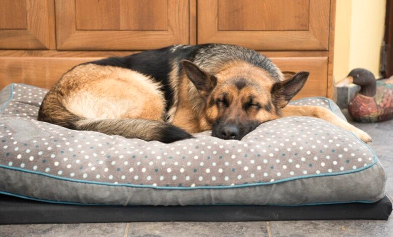 ¿Sabías que los perros también sueñan?