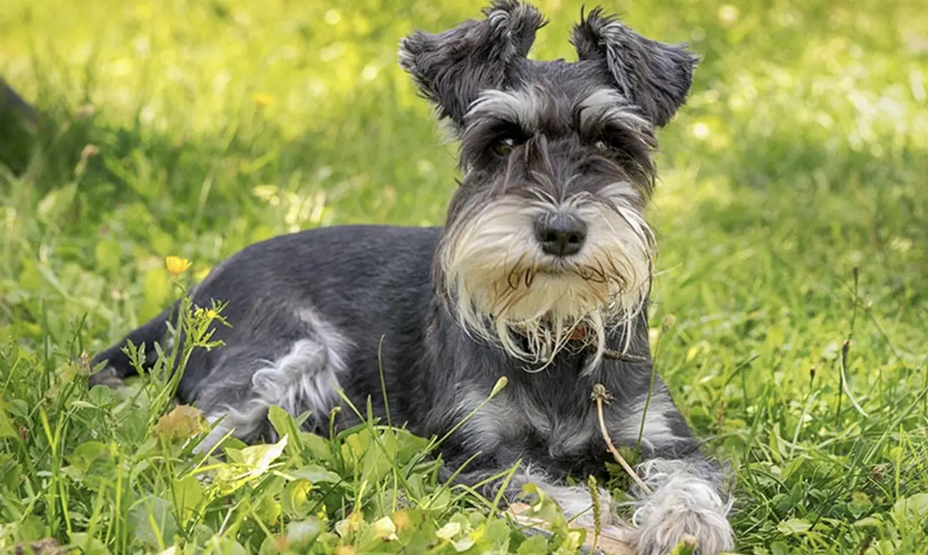 Los sentidos de los perros: mucho más que un gran olfato