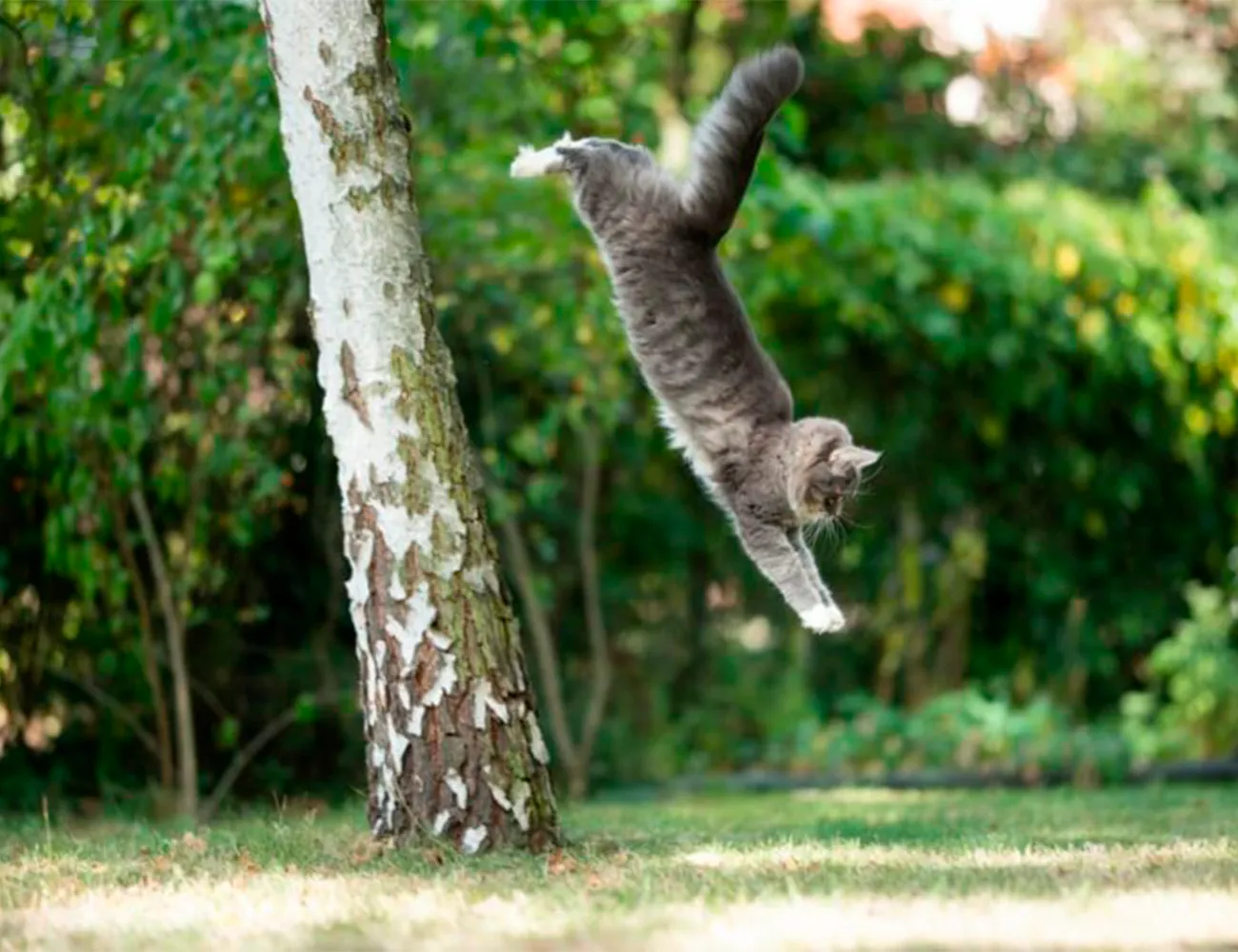 Un riesgo silencioso para tu felino: las caídas de gran altura