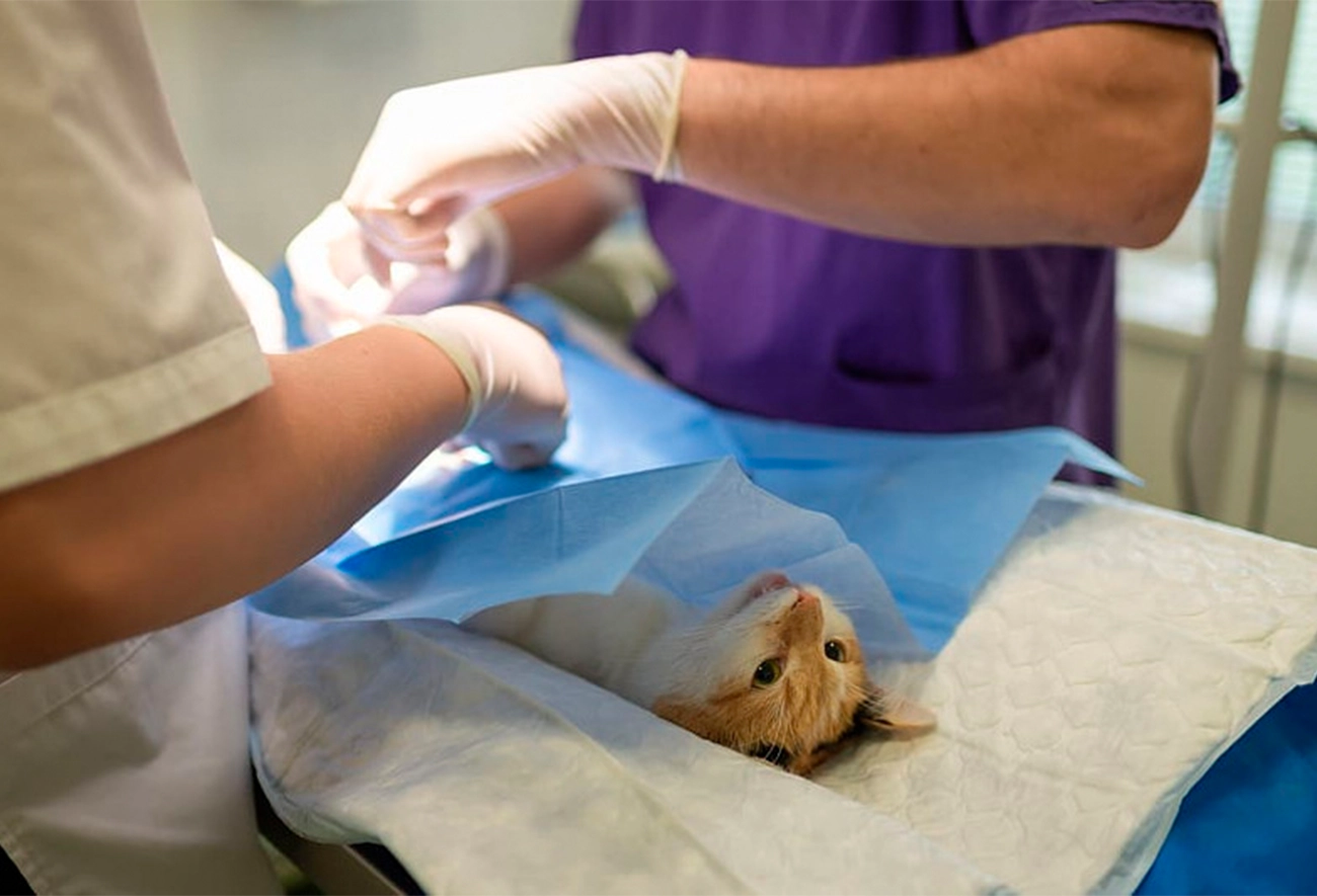 Esterilización y castración: beneficios para tu mascota y la comunidad