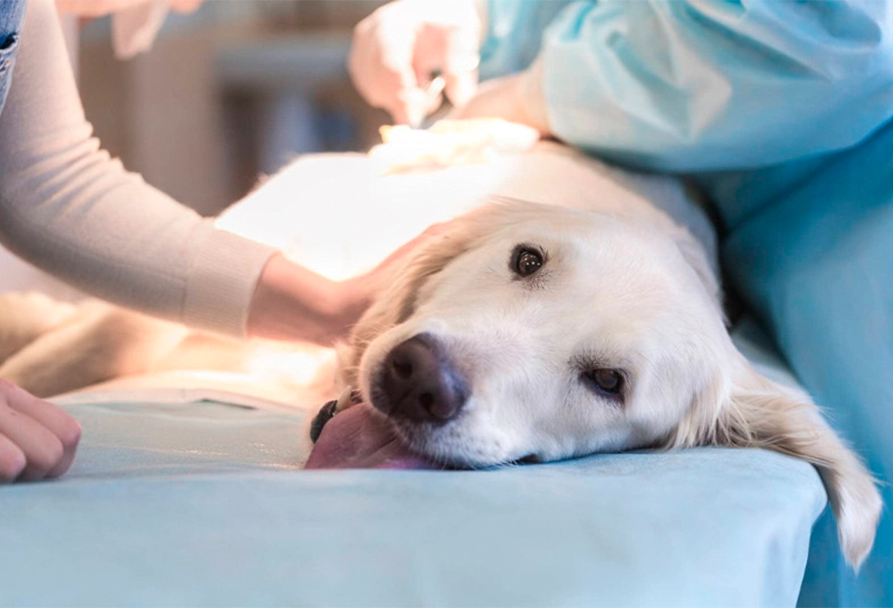 Esterilización y castración: beneficios para tu mascota y la comunidad