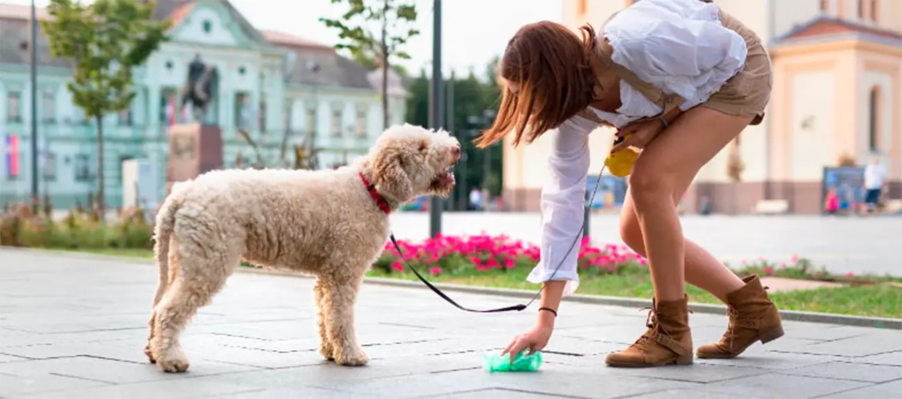 Pasear a tu perro: consejos para disfrutar juntos y con seguridad