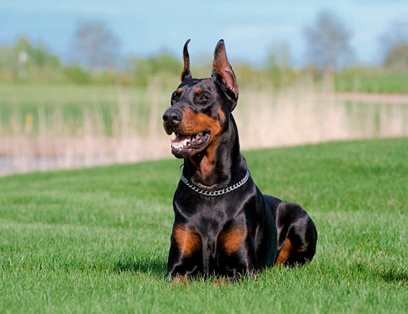 Dóberman: energía, cariño y cuidados esenciales