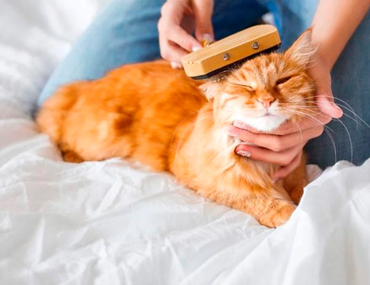 Cepillado de gatos: tipos de peines y cómo elegir el ideal