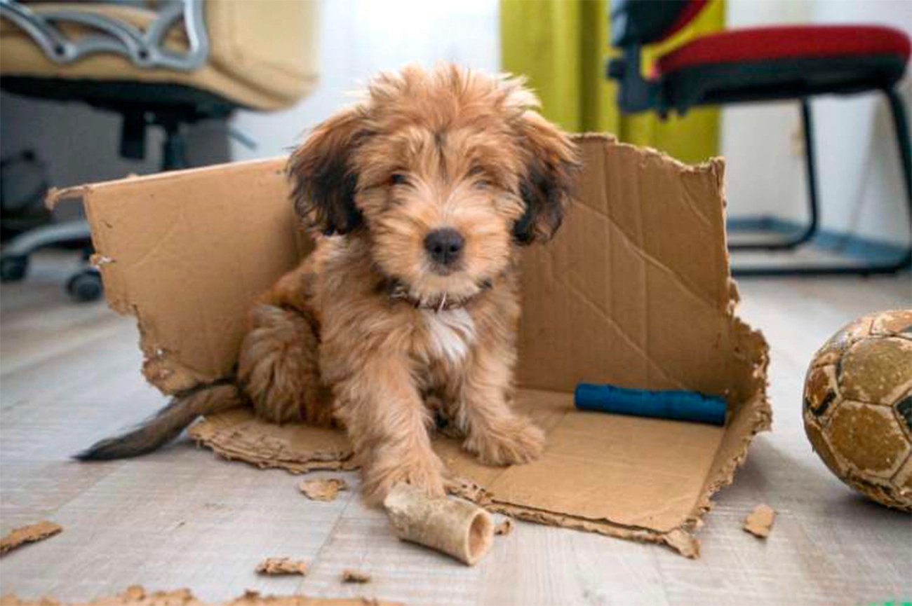 ¿Por qué los perros muerden todo? Entiende su comportamiento y ayúdalo a canalizar su energía