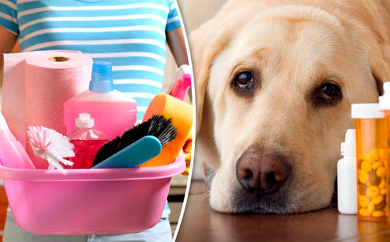 Cuidado en casa: objetos y alimentos que pueden ser peligrosos para tu perro
