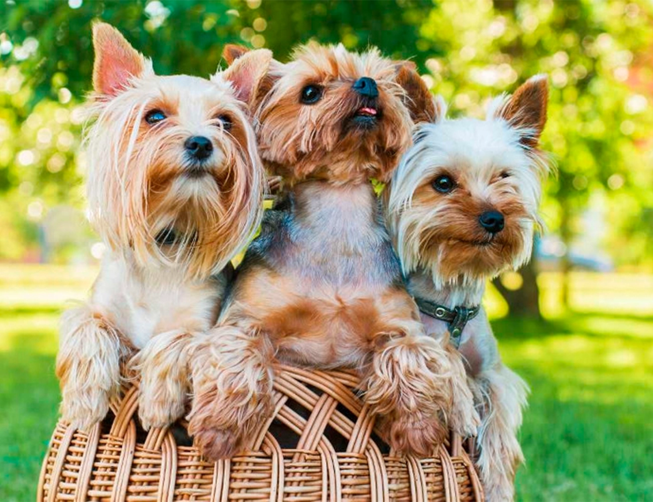 Razas pequeñas, grandes cuidados: lo que debes saber sobre los perros miniatura