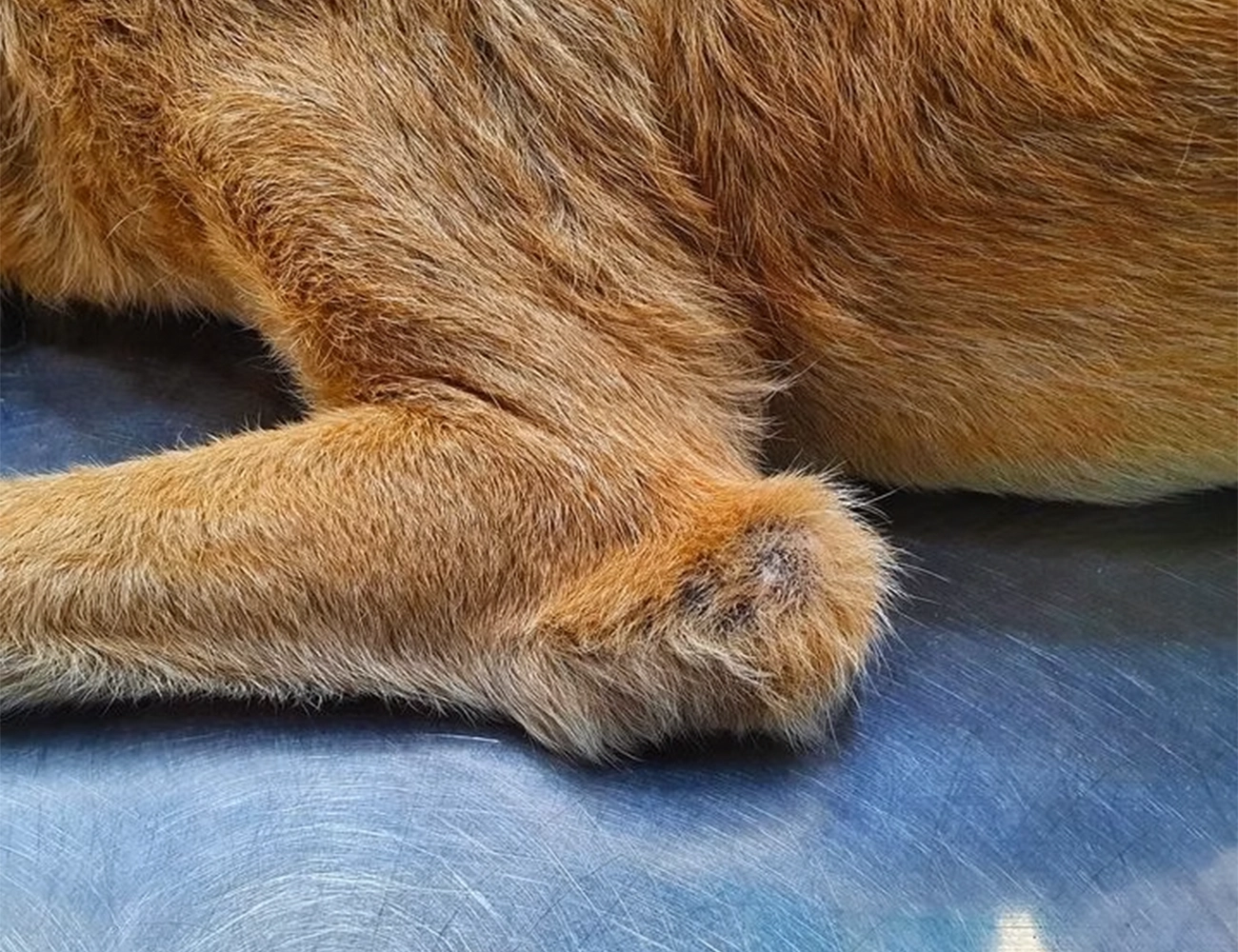 Bursitis en perros grandes: cómo prevenir la inflamación en sus codos