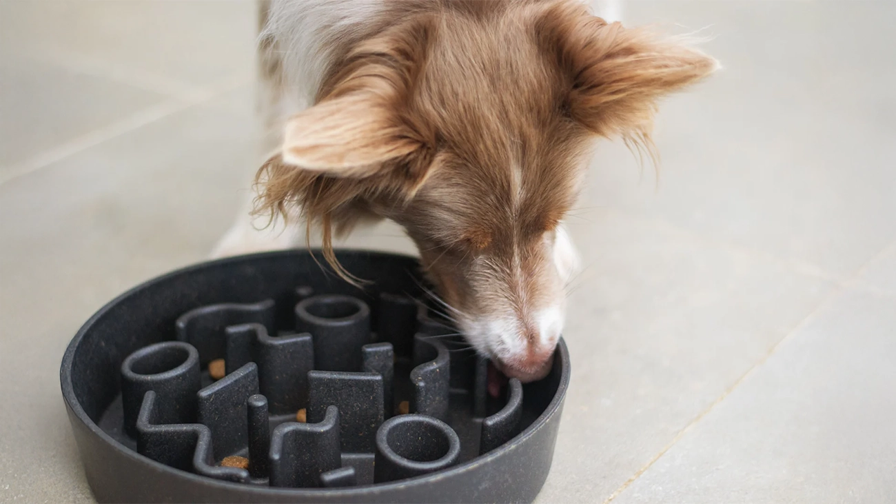 Slow feeders: una solución para los perros que comen demasiado rápido
