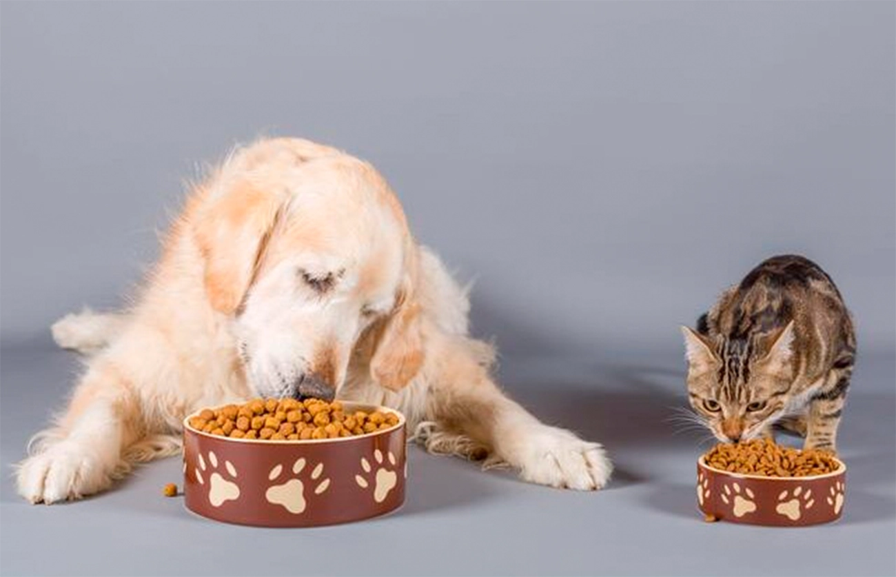 Cómo elegir los mejores platos para tu mascota