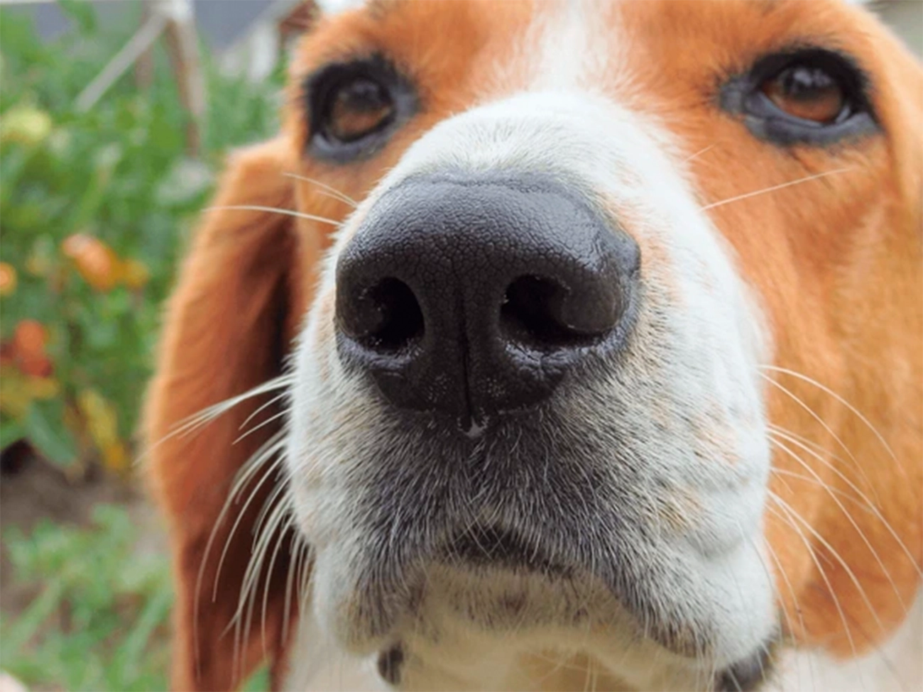 La huella nasal: la firma única de cada perro