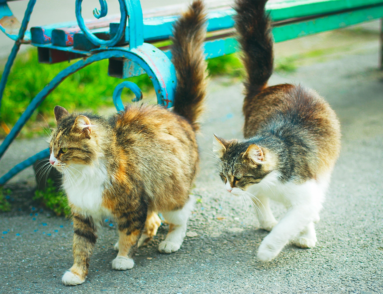 El ciclo del celo en las gatas: lo que debes saber