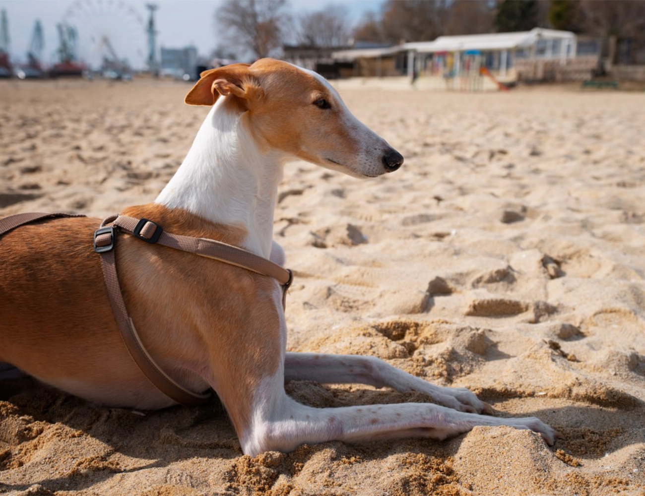 Razas de perros ideales para acompañar a adultos mayores