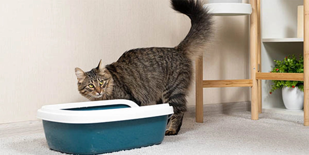 Problemas urinarios en gatos: señales que no debes pasar por alto